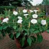 Στραμώνιο σπόροι ( Datura stramonium)