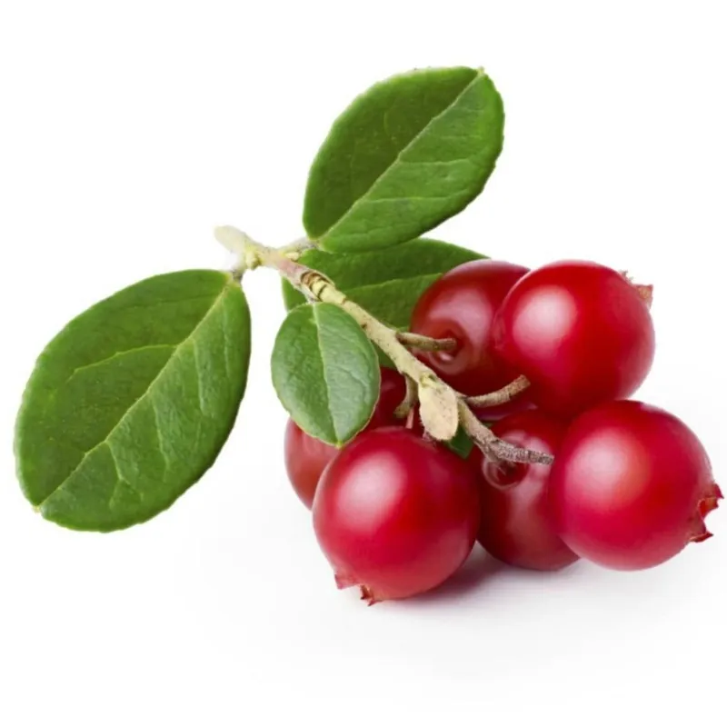 Σπόροι βακκίνιο (Vaccinium vitis idaea)