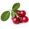 Σπόροι βακκίνιο (Vaccinium vitis idaea)