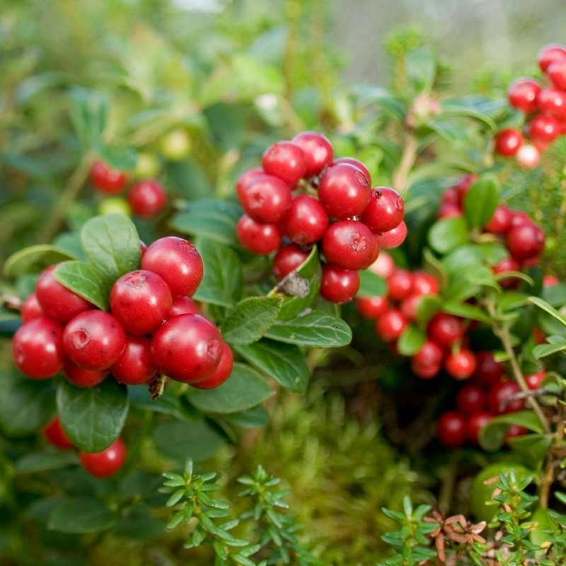 Price: €2 - Wilde Preiselbeere Samen - 