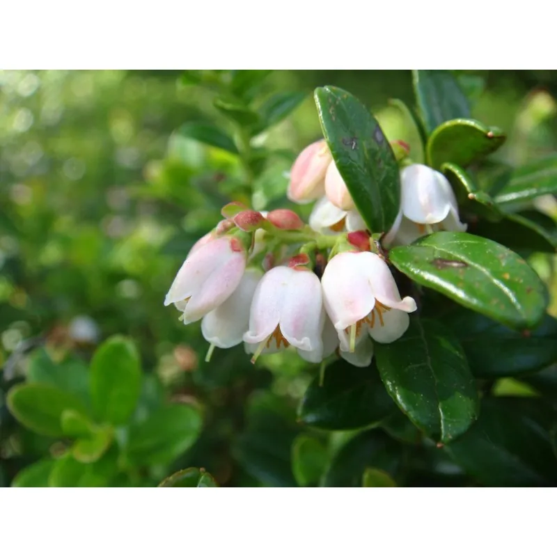 Σπόροι βακκίνιο (Vaccinium vitis idaea)