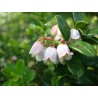 Price: €2 - Graines Airelle (Vaccinium vitis idaea) - 