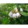 Σπόροι βακκίνιο (Vaccinium vitis idaea)