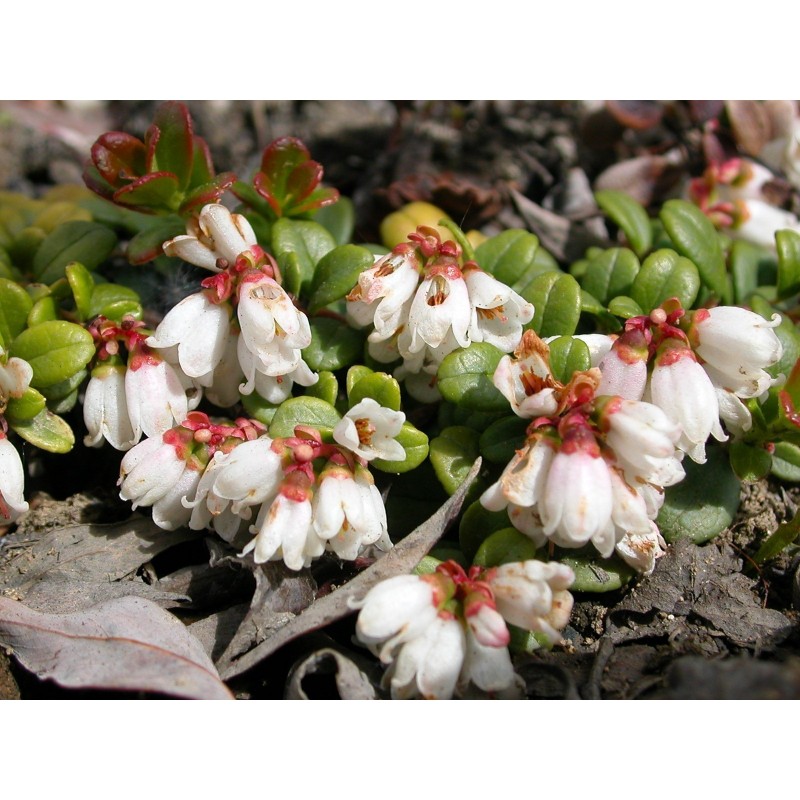 Price: €2 - Graines Airelle (Vaccinium vitis idaea) - 