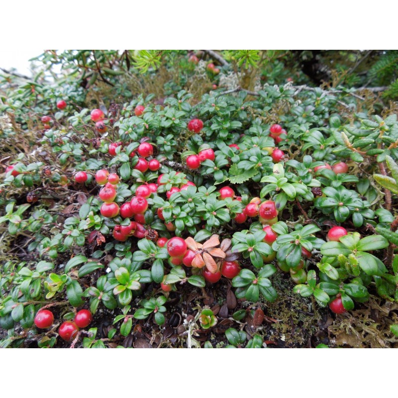 Price: €2 - Semillas de ARÁNDANO ROJO - 