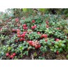 Price: €2 - Graines Airelle (Vaccinium vitis idaea) - 