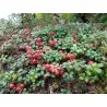 Σπόροι βακκίνιο (Vaccinium vitis idaea)