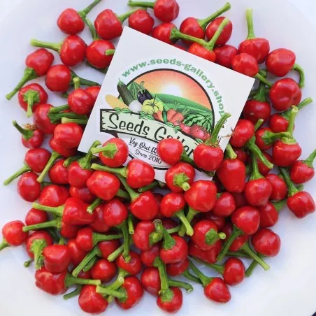 Chili West Virginia Pea Samen Schärfe 9