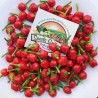 Price: €1.95 - West Virginia Pea Τσίλι Σπόροι - Seeds Gallery