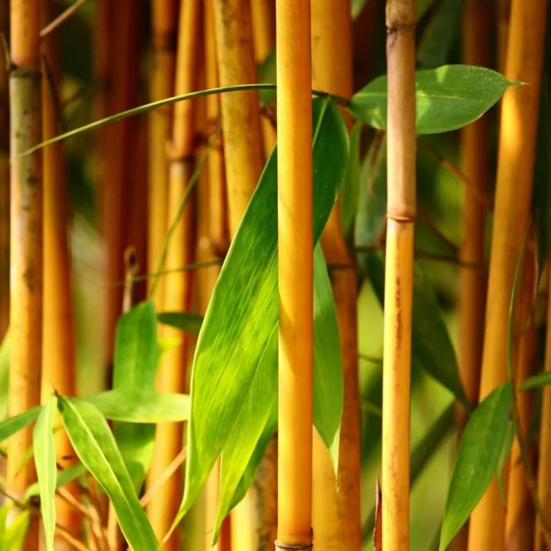 Golden Bamboo Seeds - fish pole bamboo (Phyllostachys aurea)