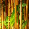 Price: €1.95 - Χρυσός μπαμπού σπόροι (Phyllostachys aurea) - 