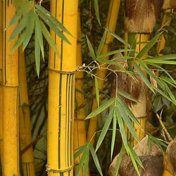 Graines de Bambou Doré (Phyllostachys aurea). 1.95 - 8