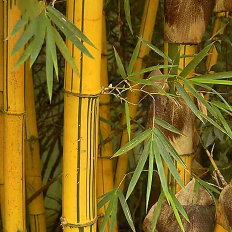 Sementes de Bambu Amarelo (Phyllostachys aurea)