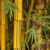 Sementes de Bambu Amarelo (Phyllostachys aurea)