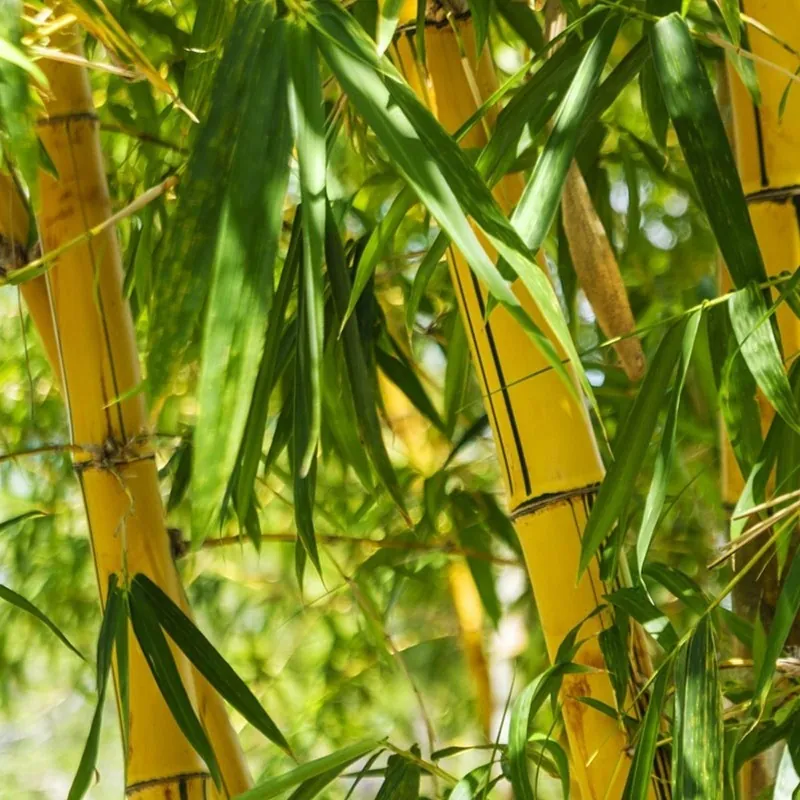 Golden Bamboo Seeds - fish pole bamboo (Phyllostachys aurea)