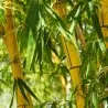 Χρυσός μπαμπού σπόροι (Phyllostachys aurea)