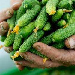 Cucumber "Shosha" F1 Russian High Quality Seeds 1.65 - 1