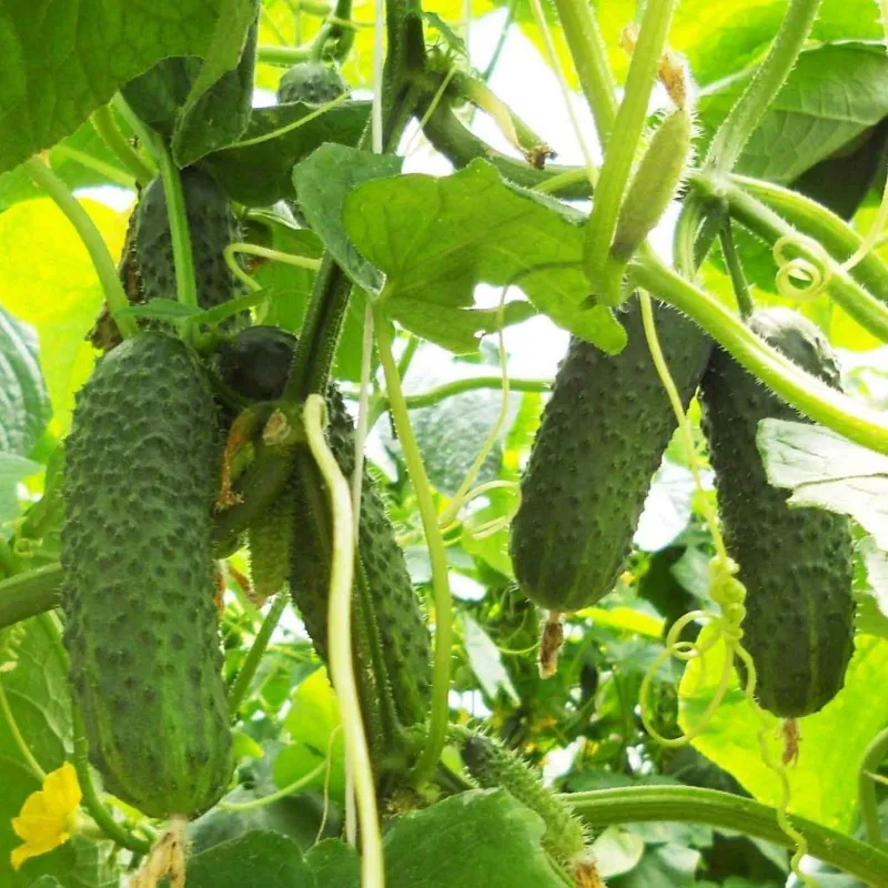 Cucumber "Shosha" F1 Russian High Quality Seeds