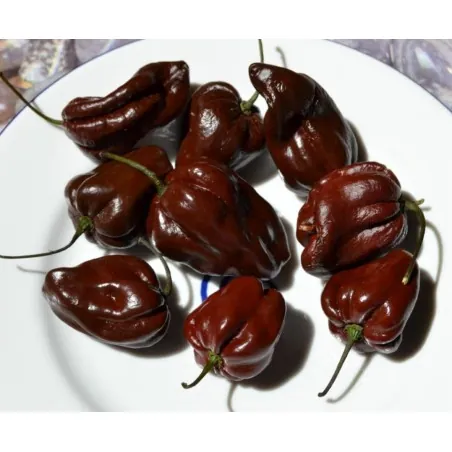 Graines de Piments Habanero Chocolate
