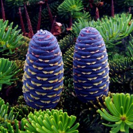 Korea-Tanne, Korean Fir Seeds (Abies koreana) - 1.665