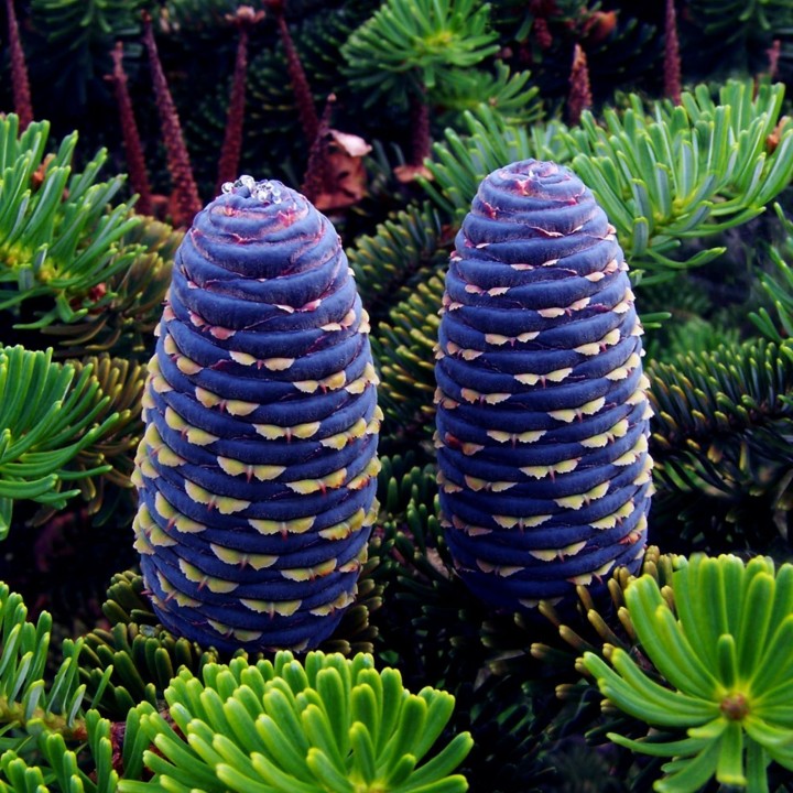 Korea-Tanne, Korean Fir Seeds (Abies koreana) - 1.665
