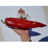 Price: €1.75 - Florinis Greece Sweet pepper Seeds - Seeds Gallery