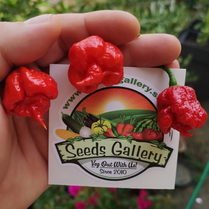 Sementes de Pimenta Carolina Reaper (vermelha, marrom, amarela)
