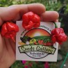 Sementes de Pimenta Carolina Reaper (vermelha, marrom, amarela)