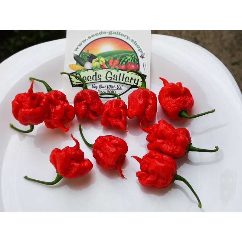 Sementes de Pimenta Carolina Reaper (vermelha, marrom, amarela)