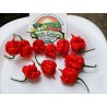 Sementes de Pimenta Carolina Reaper (vermelha, marrom, amarela)