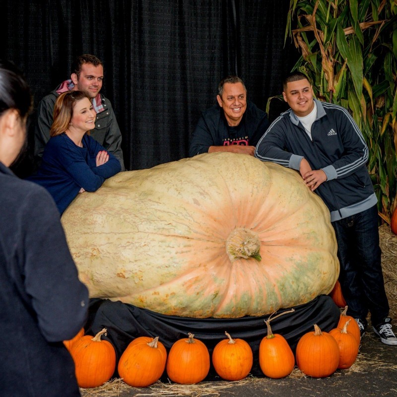 Price: €3 - Semi di zucca gigante GOLIATH - 