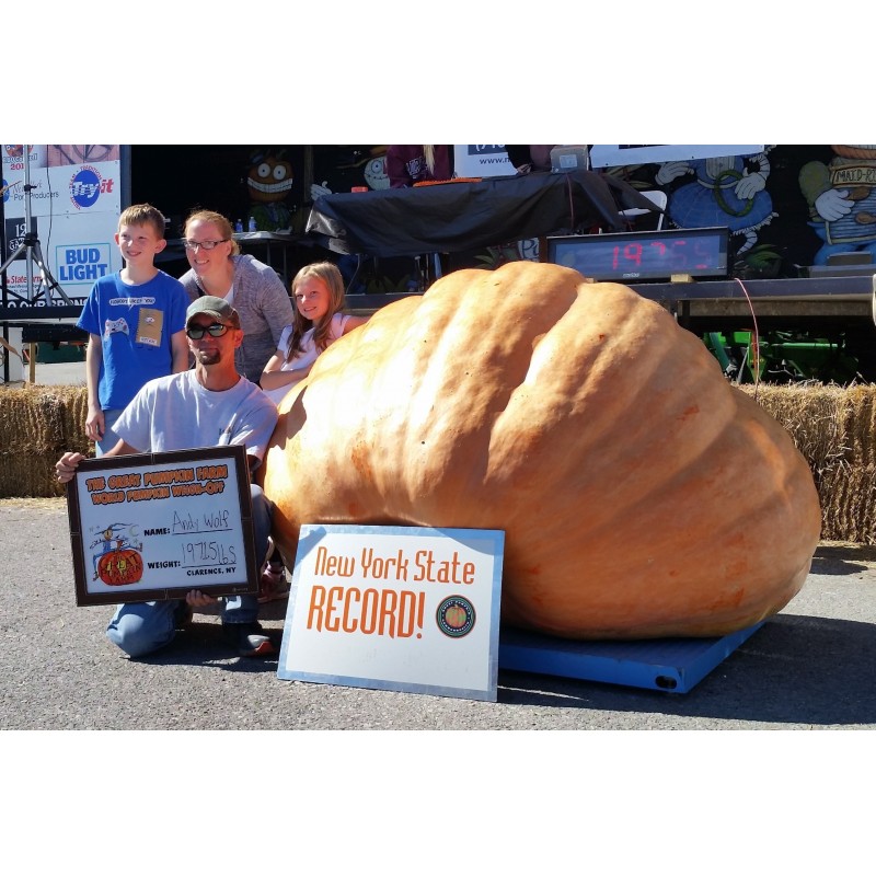 Price: €3 - Semi di zucca gigante GOLIATH - 