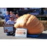 Price: €3 - GOLIATH Giant Pumpkin Seeds - 