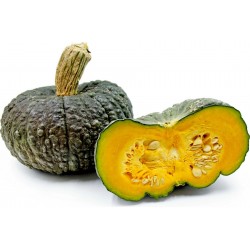 Price: €3.65 - Sementes de abóbora MARINA DI CHIOGGIA - Seeds Gallery