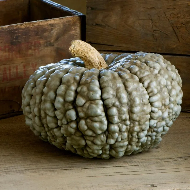 Graines de Courge MARINA DI CHIOGGIA