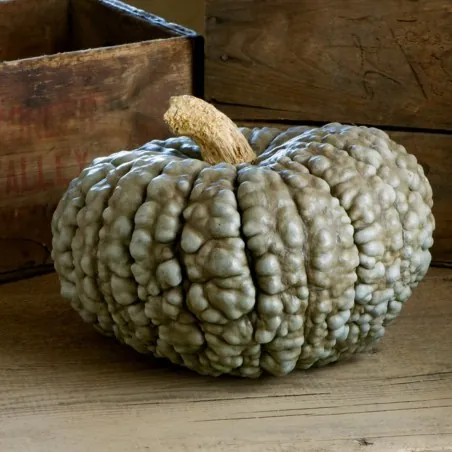 Graines de Courge MARINA DI CHIOGGIA