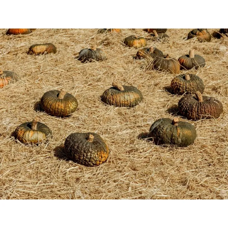 MARINA DI CHIOGGIA Kürbis-Samen