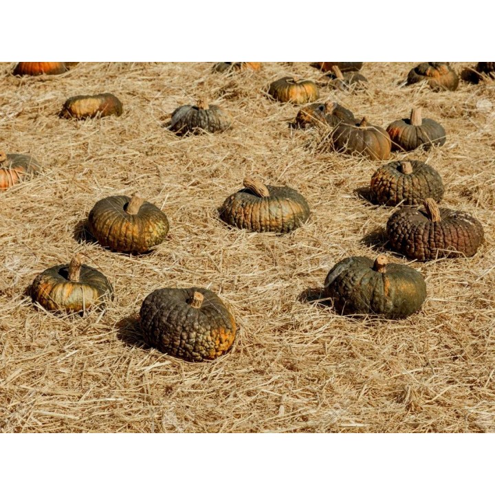 Marina Di Chioggia pumpkin Seeds - 3.285