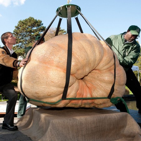 Price: €4.65 - Semillas de calabaza gigantes del Atlantico (824.86 kg) -