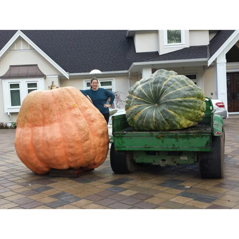 Atlantic Giant Pumpkin Seeds