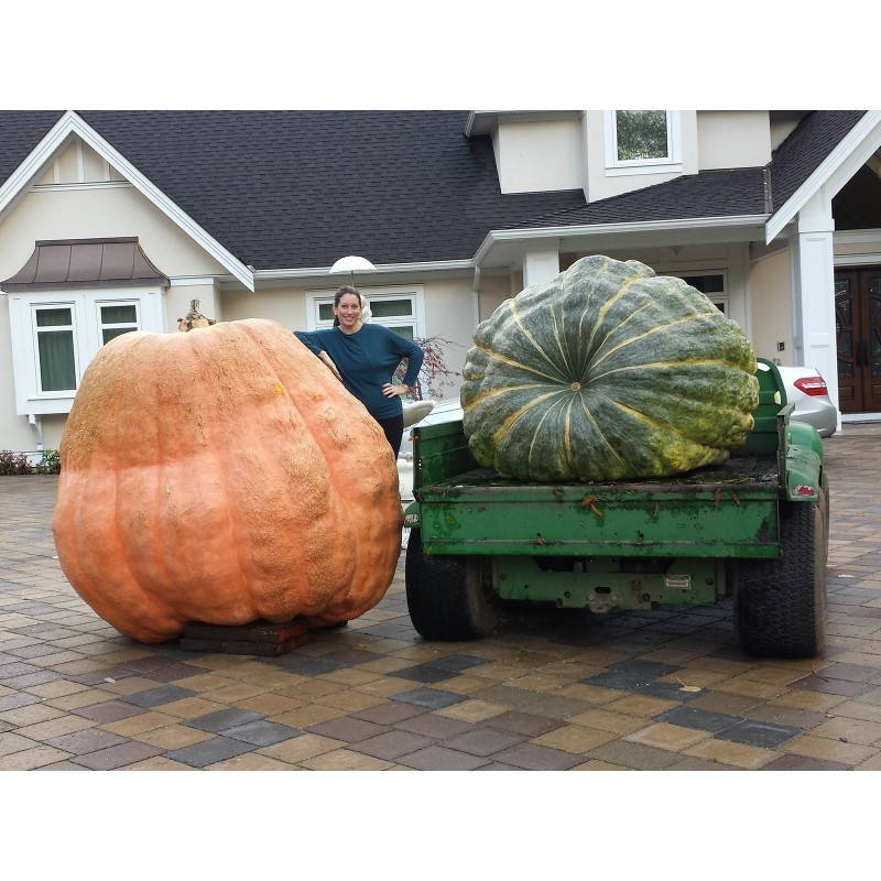 Price: €4.65 - Semi di zucca del gigante atlantico (824.86 kg) - 