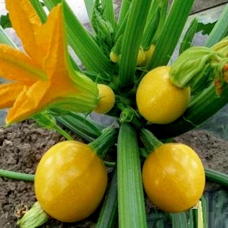 Price: €1.95 - Yellow Round Squash - Zucchini Seeds - Seeds Gallery
