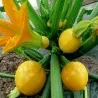 Gelber Runder Zucchini Samen