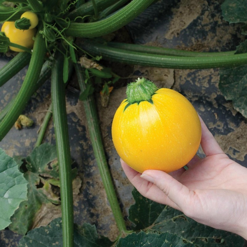 Price: €1.95 - Gelber Runder Zucchini Samen - Seeds Gallery