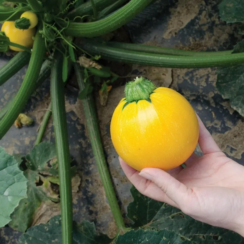 Gelber Runder Zucchini Samen