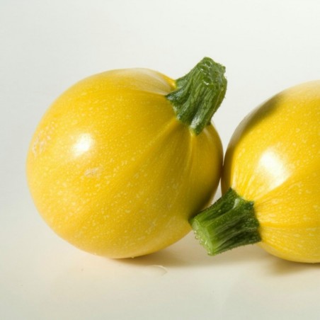 Price: €1.95 - Graines de courgette Ronde Jaune - Seeds Gallery