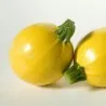 Gelber Runder Zucchini Samen