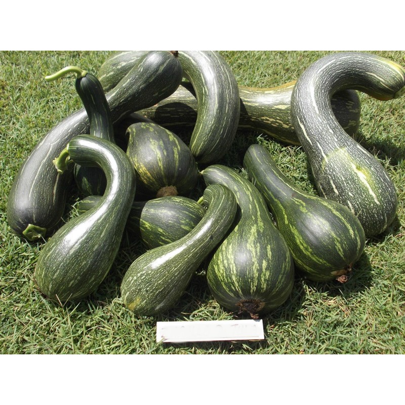 Price: €2.05 - Sementes de Abóbora-Grande LONGA DE NAPOLES - 