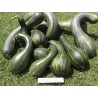 Price: €2.05 - Sementes de Abóbora-Grande LONGA DE NAPOLES - 