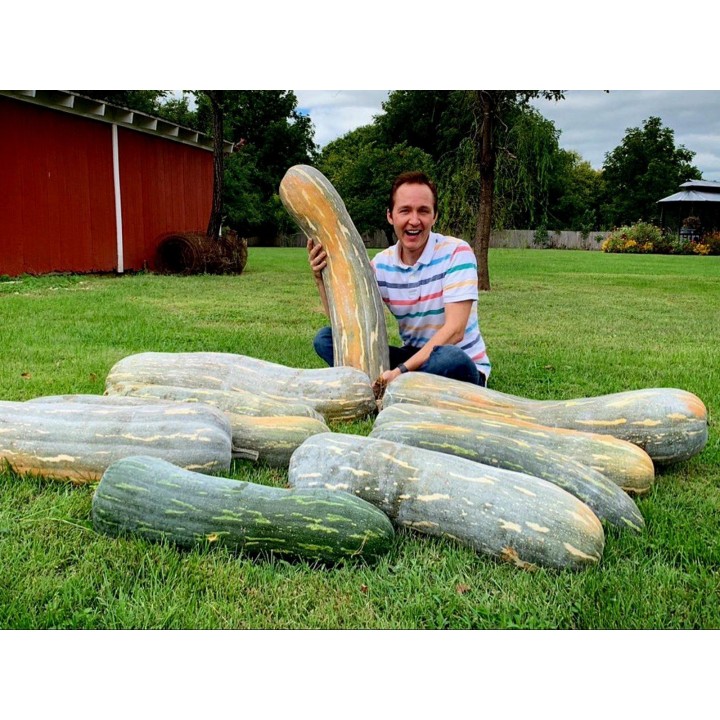 Long of Naples Squash Seeds - 1.845